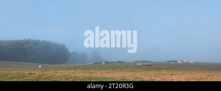 vaches dans la brume matinale de la vallée de saône près de dijon en france Banque D'Images