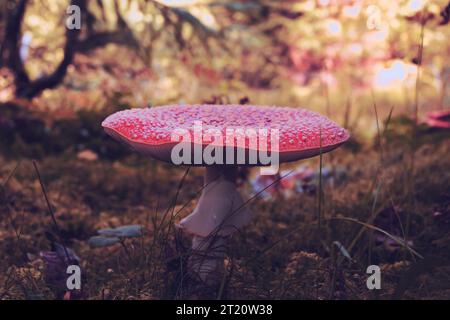 Magnifique agaric rouge à la lumière d'automne (champignon toxique de la forêt, Amanita muscaria) Banque D'Images