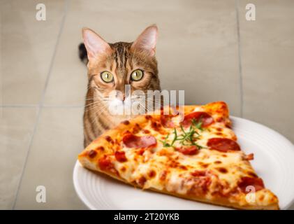 Un chat Bengal regarde une assiette avec un morceau de pizza. Chat affamé. Banque D'Images