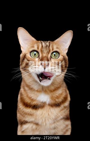 Chat Bengal lèche sa bouche sur un fond noir. Chat satisfait pour la publicité. Banque D'Images