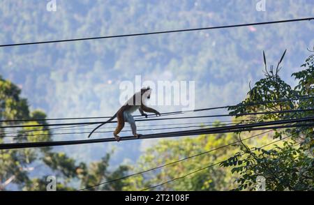 Des singes marchent sur les fils au Sri Lanka Banque D'Images