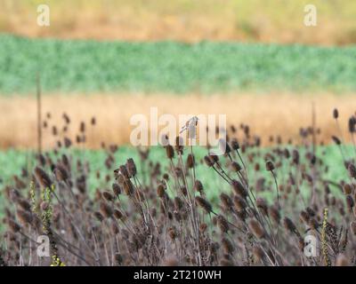 Goldfinches sur weaver-cardoon au faible ensoleillement en hiver Banque D'Images