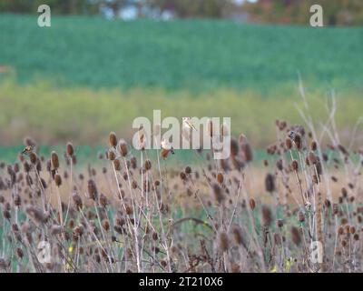 Goldfinches sur weaver-cardoon au faible ensoleillement en hiver Banque D'Images