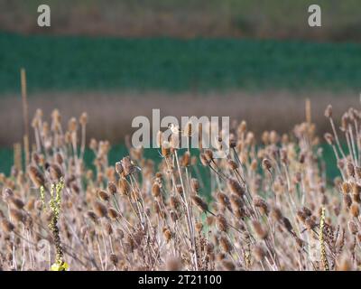 Goldfinches sur weaver-cardoon au faible ensoleillement en hiver Banque D'Images