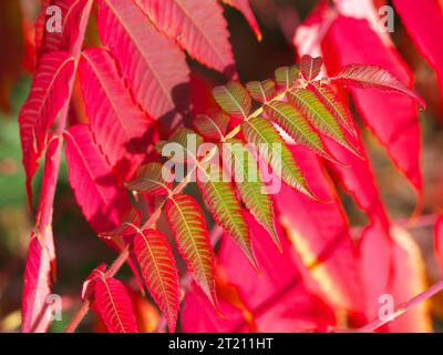 Feuillets colorés rouges et verts d'arbre à vinaigre en automne Banque D'Images