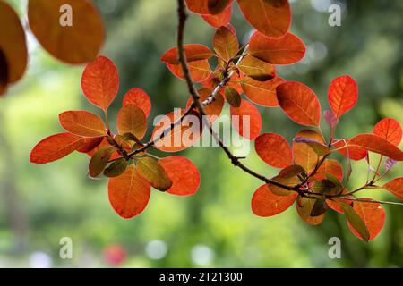 Un éventail vibrant de feuilles rouges ornant les branches d'un arbre. Banque D'Images