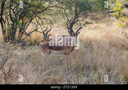 Une paire d'Impala photographiée en pâturant sur les prairies d'hiver d'Afrique Banque D'Images