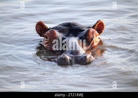 Gros plan du visage d'hippopotames juste au-dessus de l'eau à St. Lucia Afrique du Sud fait lors d'une excursion en bateau Banque D'Images