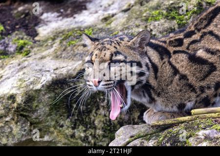Un léopard nuageux, Neofelis nebulosa, bâillant. Ce gros chat est endémique d’Asie et vulnérable à l’état sauvage. Banque D'Images