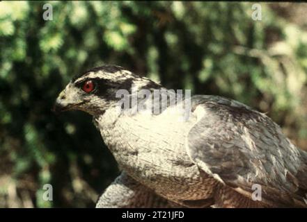Un mâle adulte Goshawk du Nord perché dans un arbre. Ce rapace est un puissant prédateur connu pour son agilité et ses prouesses de chasse dans les habitats forestiers. Banque D'Images