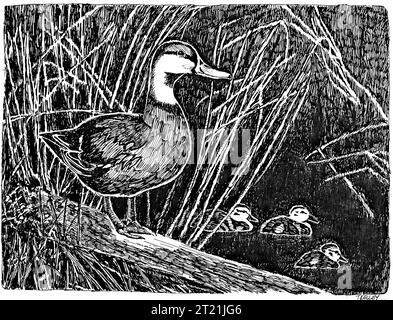 Une illustration d'une poule Mallard avec ses canetons, représentant l'aspect nourrissant de la garde parentale de la sauvagine. Les colverts sont largement répandus et souvent présents dans les milieux humides et les habitats d'eau douce. Banque D'Images