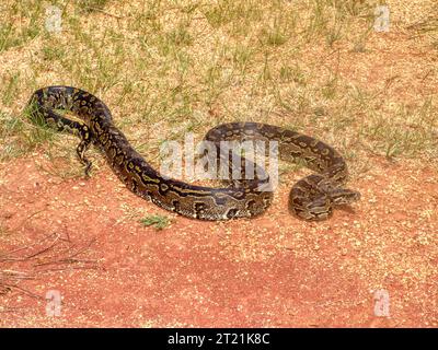 serpent python de roche africain rampant dans l'herbe sèche et le sable Banque D'Images