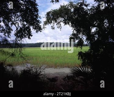 Vue panoramique de Pinckney Island National Wildlife refuge situé en Caroline du Sud. Sujets : paysages ; refuges pour animaux sauvages. Localisation : Caroline du Sud. Site du service des poissons et de la faune : REFUGE FAUNIQUE NATIONAL DE L'ÎLE PINCKNEY. Banque D'Images