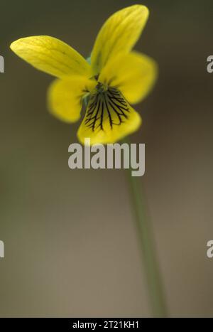 Gros plan des pétales de la violette jaune lisse (Viola pubescens eriocarpa), une plante à fleurs que l'on trouve couramment en Amérique du Nord. Cette plante prospère dans les forêts de feuillus et est connue pour ses pétales jaunes vibrants et sa texture lisse. Banque D'Images