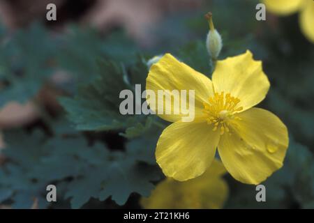 Une vue rapprochée des pétales jaunes d'une fleur de coquelicot célandine. Sujets : plantes à fleurs ; plantes. Banque D'Images