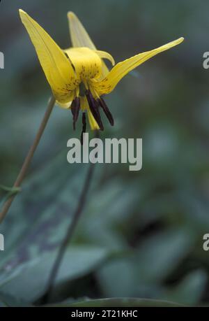 Une vue rapprochée de la fleur jaune d'un lys de truite. Sujets : plantes à fleurs ; plantes. Banque D'Images