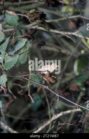 En automne et en hiver, les sipeaux de pin se nourrissent sur les forêts du nord en troupeaux qui peuvent compter plusieurs milliers d'oiseaux, se régalant des graines de conifères, aulnes, bouleaux et érables. Mais ils sont vus aussi loin que la Floride dans les années où les pénuries alimentaires se déclenchent dans le sud. Note descriptive : en automne et en hiver, les sipeaux de pin se nourrissent sur les forêts du Nord en troupeaux qui peuvent compter plusieurs milliers d'oiseaux, se régalant des graines de conifères, aulnes, bouleaux et érables. Mais ils sont vus aussi loin que la Floride dans les années où les pénuries alimentaires se déclenchent dans le sud. Sujets : oiseaux ; oiseaux ; passerines. . 1998 - 2011. Banque D'Images