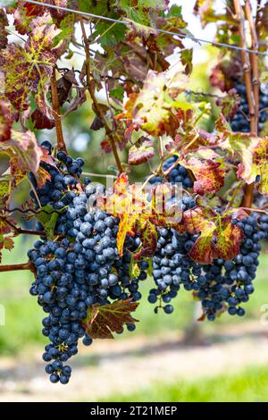 Purple grapes growing sur les vignes dans un vignoble dans la péninsule du Niagara, Ontario Canada. Banque D'Images