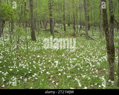 Les lys Atamasco créent un tapis de Pâques le long d'une riche pente de bois franc en Géorgie. Créateur : Pete Pattavina. Note descriptive : cette riche forêt de feuillus fournit un habitat unique pour les lys atamasco illustrés, ainsi que pour la plante menacée campion frangé (Silene polypetala). Sujets : Géorgie ; fleurs sauvages ; lys atamasco ; Zephyranthes atamasca ; habitat des espèces menacées pour le campion frangé ; forêts de feuillus ; printemps. Banque D'Images