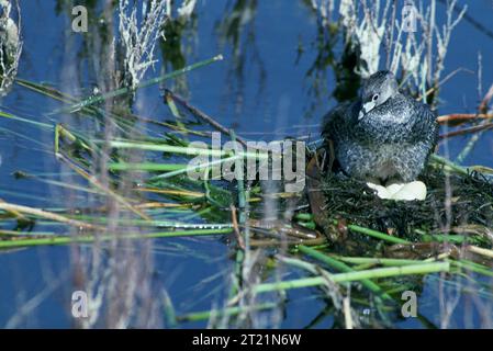 Un Grebe à bec de pied est assis sur un nid flottant contenant des œufs dans la réserve naturelle nationale de Tule Lake, dans le comté de Siskiyou, en Californie. L'oiseau est entouré par des eaux calmes des zones humides et une végétation aquatique. Banque D'Images