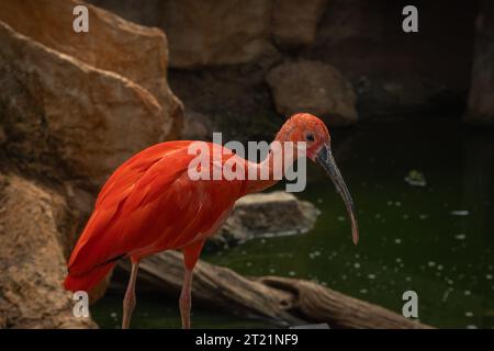 Scarlet ibis (Eudocimus ruber), gros plan Banque D'Images