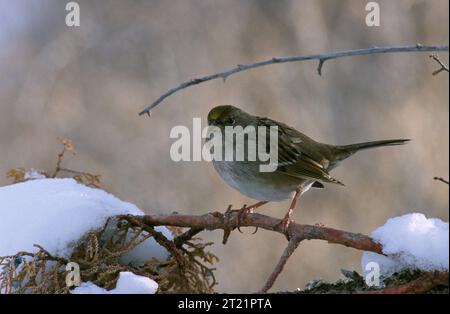 Un moineau couronné d'or se perche sur une branche de pin enneigée près de Hill Road au refuge national de Tule Lake en Californie, montrant ses marques distinctives de tête dorée. Banque D'Images