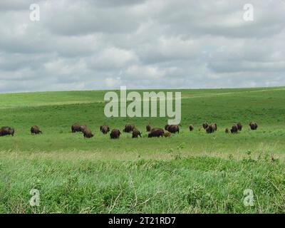 Un troupeau de bisons d'Amérique pèle à travers les prairies ouvertes sous un ciel nuageux au Neal Smith National Wildlife refuge dans l'Iowa. Banque D'Images