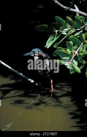 Un héron à dos vert perche sur un bâton penché au-dessus de la surface de l'eau. L'oiseau reste immobile pendant le balayage à la recherche de poissons et de petites proies aquatiques dans une zone humide tranquille. Banque D'Images