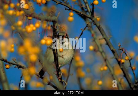 Vue de face rapprochée d'un moineau de maison assis dans un arbre fruitier. Cette espèce d'oiseau commune est reconnue pour son plumage brun et gris et se nourrit souvent de graines, de fruits et d'insectes. Banque D'Images