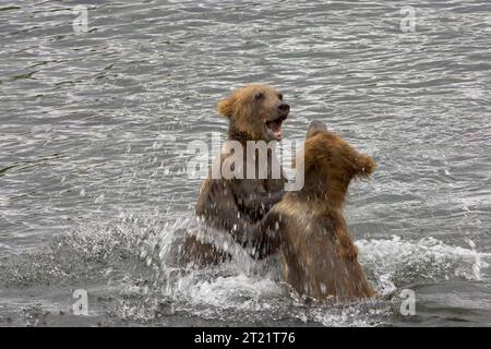 Des oursons bruns espiègles sont vus au déversoir du lac Frazer dans la réserve naturelle nationale de Kodiak, en Alaska, où le saumon traverse les échelles à poissons vers les sites de frai. Banque D'Images