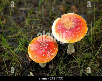 L'Amanita muscaria, ou champignon agarique mouche, pousse dans les zones forestières du Kenai National Wildlife refuge, Alaska, reconnu par son chapeau rouge avec des taches blanches et des propriétés toxiques. Banque D'Images
