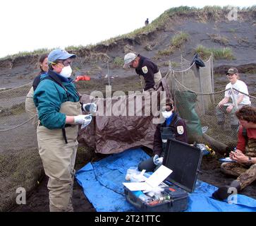 Image électronique seulement (aucune diapositive/impression disponible) ; WOE205 ; grippe aviaire ; virus H5N1; grippe pandémique ; Biologiste ; Tyrone Donnelly. Note descriptive : le Plan stratégique inter-agences pour la surveillance des oiseaux sauvages, qui élargit et intensifie leur programme en 2006, se concentre sur cette région de l'Alaska car c'est un carrefour de voies migratoires pour les oiseaux migrateurs qui reviennent chaque année de leur migration hivernale en Asie, a. sujets : oiseaux ; échantillonnage ; surveillance ; gestion de la faune. Localisation : Alaska. Site du service des poissons et de la faune : REFUGE NATIONAL DE LA FAUNE IZEMBEK. . 1998 - 2011. Banque D'Images