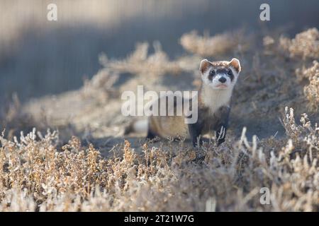 Cette photo a été prise au Black-foot Ferret Recovery Program au Colorado. Le furet à pieds noirs est considéré comme le mammifère le plus rare en Amérique du Nord. En 1988, le U.S. Fish & Wildlife. Sujets : faune ; espèces menacées ; mammifères ; partenariats. Localisation : Colorado. Collection : faune et espèces menacées. Banque D'Images