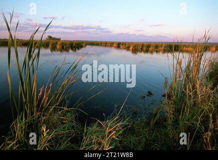 Lever de soleil des terres humides ; eau et roseaux au premier plan avec croissance des plantes en arrière-plan. Sujets : paysages ; zones humides ; refuges pour animaux sauvages. Localisation : Wisconsin. Site du service des poissons et de la faune : REFUGE FAUNIQUE NATIONAL HORICON. Collection : refuges fauniques. Banque D'Images