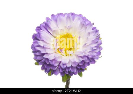 Fleur d'aster bleu clair et jaune isolée contre blanc Banque D'Images