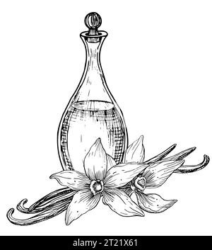 Fleur de vanille avec flacon en verre. Illustration vectorielle dessinée à la main d'ingrédient floral et décanteur dans le style d'art de ligne pour l'huile essentielle ou l'aromathérapie. Croquis gravé de la carafe avec des bâtons floraux Illustration de Vecteur