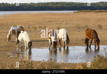 Cinq poneys sauvages Assateague boivent dans une piscine d'eau au refuge national de faune de Chincoteague, en Virginie, avec la baie et les arbres en arrière-plan. Ces poneys sont une partie emblématique de la faune du refuge. Sujets : mammifères, faune. Banque D'Images