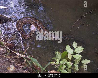 Mocassin d'eau, bouche de coton, serpent venimeux, Agkistrodon piscivorus. Créateur : Pattavina, Pete. Note descriptive : Cottonmouth, mocassin d'eau. Sujets : Cottonmouth ; mocassin d'eau ; serpent venimeux ; reptiles ; Agkistrodon piscivorus; Géorgie. . 1998 - 2011. Banque D'Images