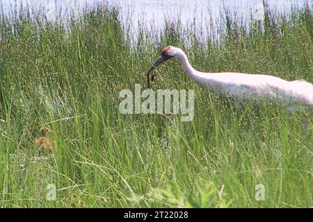 Image numérique ; poussin ; grues ; grue ; WOE216; Richard Urbanek. Note descriptive : le 22 juin 2006, deux poussins de grue blanche ont éclos au refuge national de faune de Necedah dans le Wisconsin. Cet événement historique marque la première fois en plus de 100 ans qu'une grue blanche éclos dans la nature dans le Midwest. Sujets : espèces menacées ; oiseaux ; gestion de la faune. Localisation : Wisconsin. Site du Service des poissons et de la faune : REFUGE NATIONAL DE FAUNE DE LA NECEDAH. . 1998 - 2011. Banque D'Images