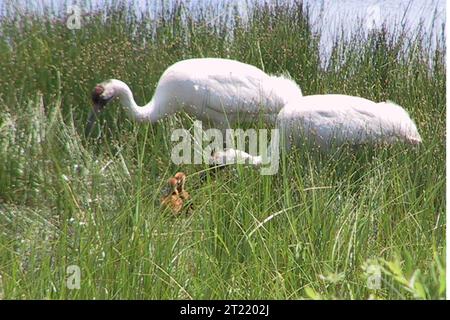 Grues ; grue ; WOE217 ; Richard Urbanek ; poussins. Note descriptive : le 22 juin 2006, deux poussins de grue blanche ont éclos au refuge national de faune de Necedah dans le Wisconsin. Cet événement historique marque la première fois en plus de 100 ans qu'une grue blanche éclos dans la nature dans le Midwest. Sujets : espèces menacées ; oiseaux ; gestion de la faune. Localisation : Wisconsin. Site du Service des poissons et de la faune : REFUGE NATIONAL DE FAUNE DE LA NECEDAH. . 1998 - 2011. Banque D'Images