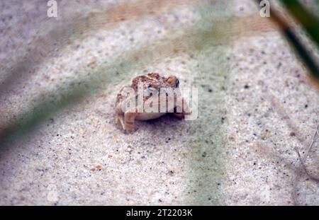 Un crapaud de Fowler reposant dans le sable au Monomoy National Wildlife refuge, Massachusetts. Cette espèce d'amphibien se trouve couramment dans les environnements sablonneux et côtiers. Banque D'Images