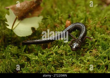 Une vue rapprochée d'une salamandre brun rougeâtre de Cheat Mountain sur mousse. Sujets : espèces menacées ; amphibiens ; refuges pour animaux sauvages. Localisation : Virginie-Occidentale. Site du service des poissons et de la faune : REFUGE FAUNIQUE NATIONAL DE CANAAN VALLEY. Banque D'Images