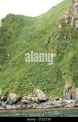 L'île Ulak, dans le groupe des îles Delarof de la chaîne des Aléoutiennes, fait partie de la réserve nationale de faune maritime de l'Alaska. L'île abrite des colonies d'oiseaux marins et divers habitats côtiers dans un environnement océanique éloigné. Banque D'Images