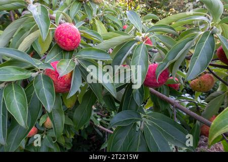 Fruits rouges orangés de Cornus capitata - Dogwood de l'Himalaya, poussant dans un jardin du Devon. Fruits comestibles, cerise de maïs Banque D'Images