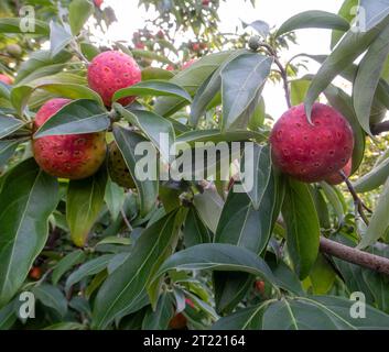 Fruits rouges orangés de Cornus capitata - Dogwood de l'Himalaya, poussant dans un jardin du Devon. Fruits comestibles, cerise de maïs Banque D'Images