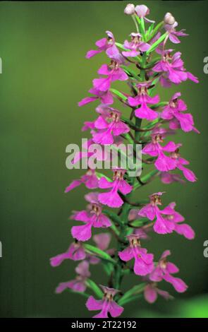 Une vue rapprochée d'orchidées rose-violet fleurit sur une tige, mettant en valeur leurs pétales délicats. Ces orchidées se trouvent dans diverses prairies de fleurs sauvages et sont connues pour leur couleur vibrante. Banque D'Images