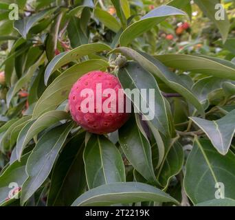 Fruits rouges orangés de Cornus capitata - Dogwood de l'Himalaya, poussant dans un jardin du Devon. Fruits comestibles, cerise de maïs Banque D'Images