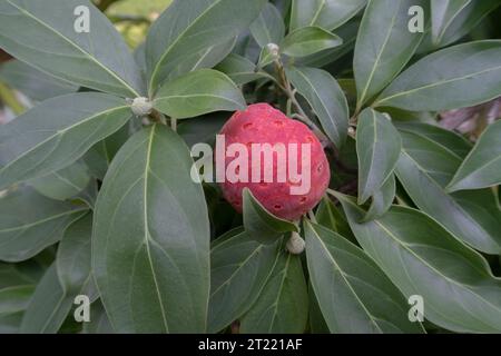 Fruits rouges orangés de Cornus capitata - Dogwood de l'Himalaya, poussant dans un jardin du Devon. Fruits comestibles, cerise de maïs Banque D'Images