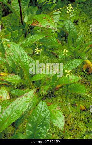 Petites fleurs d'orchidée blanche en grappes sur le dessus des tiges de plantes à feuilles basales en mousse. Pour des ressources supplémentaires sur les fleurs sauvages, visitez la base de données nationale sur les plantes http://plants.usda.gov/. Sujets : plantes à fleurs ; plantes. Collection : plantes et habitats.. 1998 - 2011. Banque D'Images