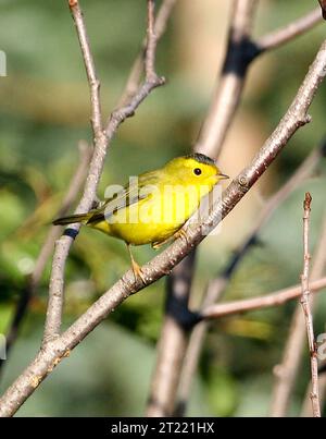 La Paruline de Wilson, identifiée par son plumage jaune vif et sa couronne noire, est un petit oiseau chanteur commun en Alaska. Il fréquente les zones humides et les broussailles denses, en particulier pendant la saison de reproduction, se nourrissant d'insectes et de petits invertébrés. Banque D'Images
